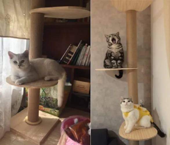 Full Length Floor-to-Ceiling Thick Pole Wooden Cat Climbing Tree